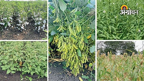 six agricultural varieties developed by VNMKV