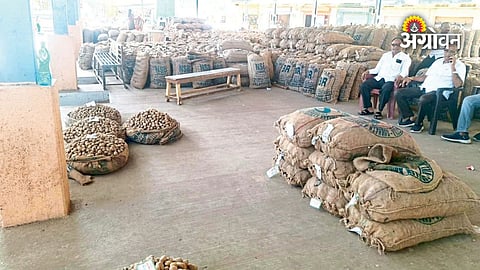 Potato planting season seed purchase trends