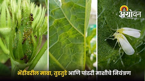 Protect Okra From Sucking Pests