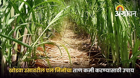 El Niño Stress in Ratoon Sugarcane
