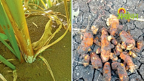Turmeric Disease Management