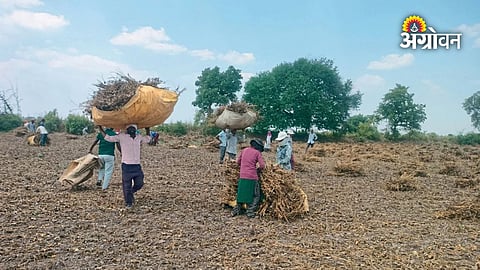 Soybean crop harvesting cost and farmer losses