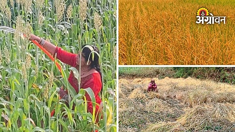 Maharashtra farmers struggle with rainfall deficit