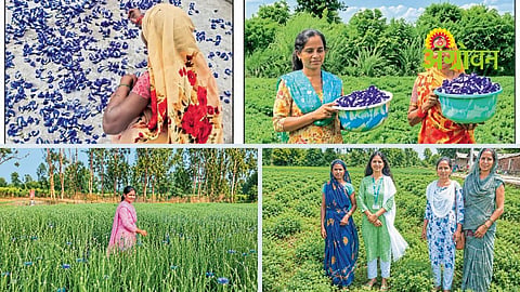 Sita Herbal Farm