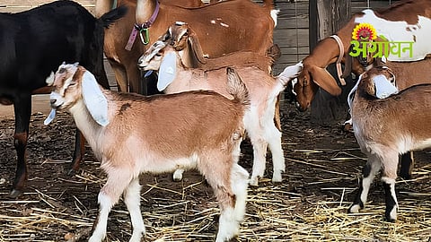 Goat kid care and management