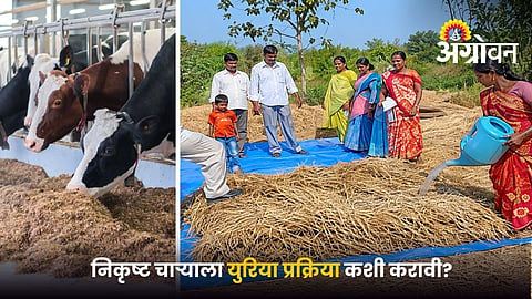 Urea Treatment of Dry Fodder
