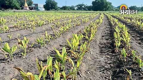 Maharashtra turmeric crop production forecast