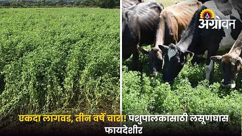 Lucerne fodder crop management