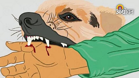 Rabies safety measures after animal bite