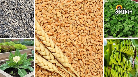 Todays market rate in Maharashtra