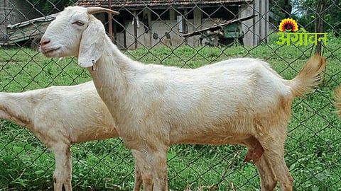 Goat Pregnancy Diagnosis