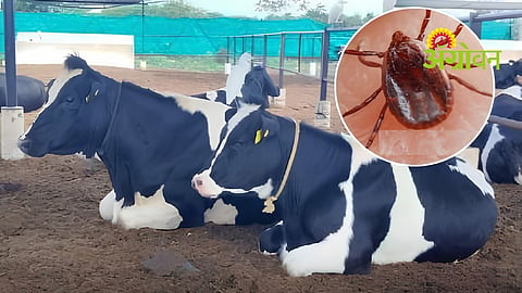 Tick Infestation Management