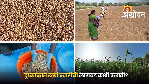 Drought management in rabi jowar