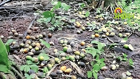 Areca Nut Farming