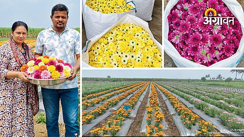 Shevanti cultivation business in Maharashtra