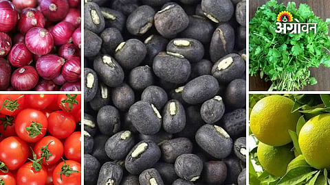 Maharashtra APMC vegetable market prices today