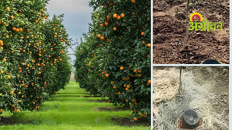Drought Orchard Management