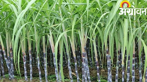 Sugarcane Price