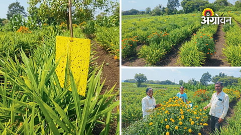 Vijay Jadhav ginger farming success story Satara