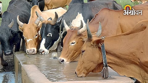 Maharashtra villages facing severe water shortage