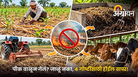 Use Dried Crops for Soil and Livestock
