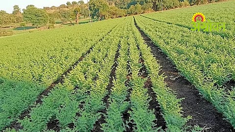 Chana Farming