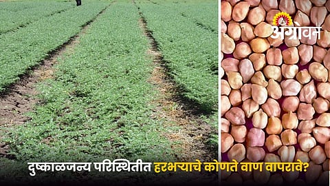 Short duration chickpea varieties for rainfed farming
