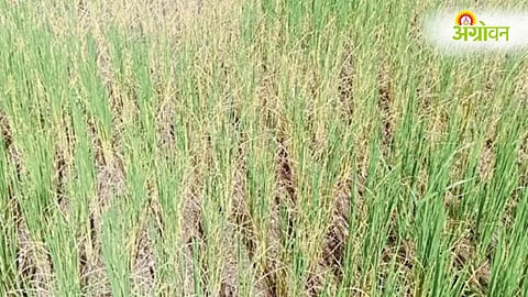 Murbad Thane Rain Deficit