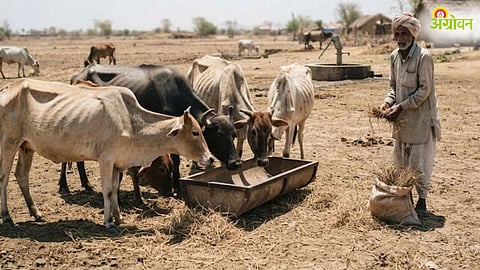 Beed Fodder Shortage
