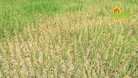 Paddy Crop Damage