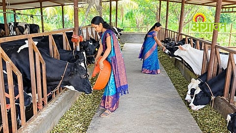 Dairy Business