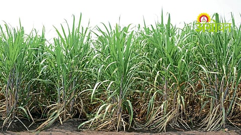 Potash fertilizer from sugar industry by-products