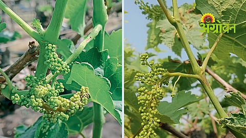 Downy Mildew Disease Control