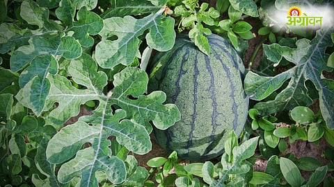 Watermelon cultivation season in Maharashtra