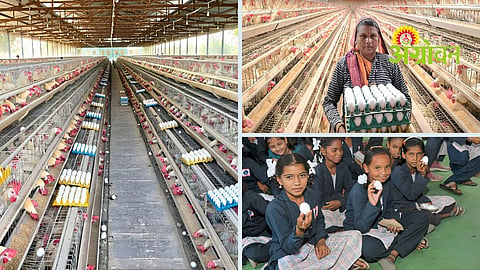 Poultry Farming