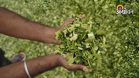 Fodder conservation campaign for livestock farmers in Maharashtra