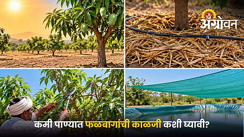Protecting Fruit Trees from Water Stress