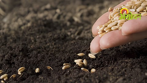 Wheat Sowing