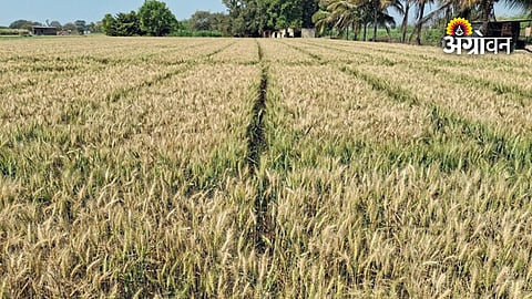 High yield wheat seeds for Indian agriculture