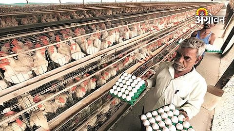 Safe and Consistent Egg Production Management