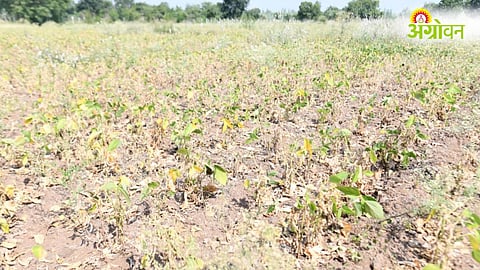 Maharashtra Drought 