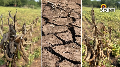 Crop Damage: ‘सोयाबीन जळून गेले...’