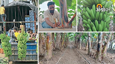 Modern banana farming techniques for higher yield