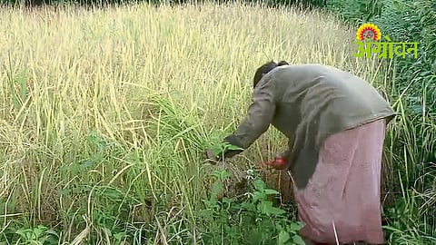Paddy harvesting begins in Sindhudurg