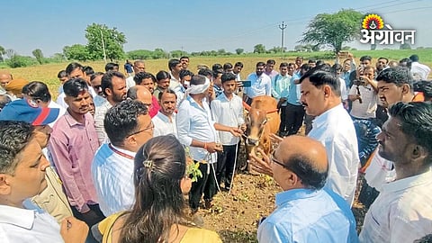 Maharashtra farmers struggle with crop losses