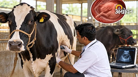 Cattle Breeding Services in Maharashtra
