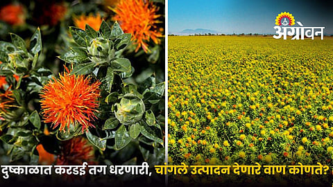 Safflower varieties suitable for drought prone regions