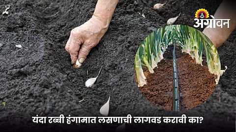 Garlic Cultivation Under Water Scarcity