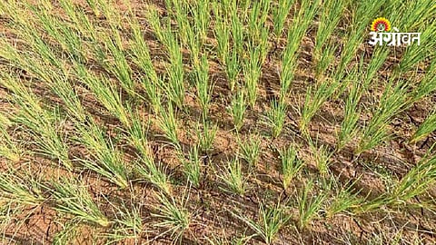 Drought impact on agriculture in Pune Maharashtra