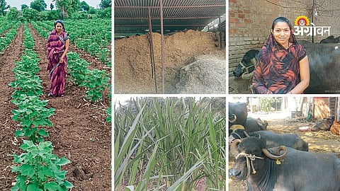Buffalo farming and dairy business in Jalgaon Maharashtra
